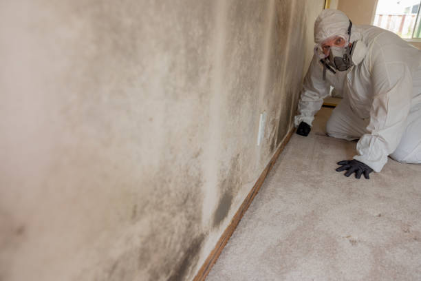 Best Crawl Space Mold Remediation  in Chesnut Hill, PA